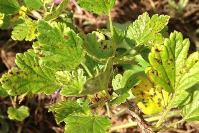 Diseases and pests of gooseberries: methods of treatment: photos, processing in spring, summer and autumn