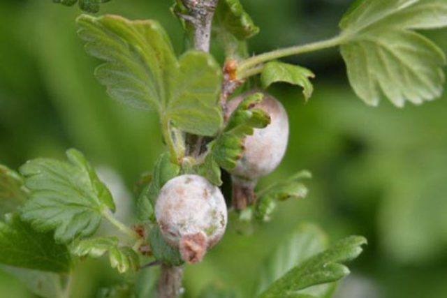 Diseases and pests of gooseberries: methods of treatment: photos, processing in spring, summer and autumn