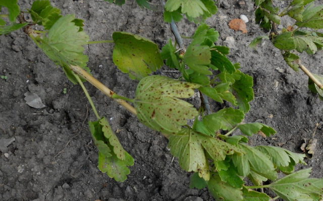 Diseases and pests of gooseberries: methods of treatment: photos, processing in spring, summer and autumn