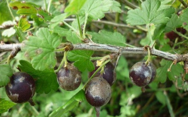 Diseases and pests of gooseberries: methods of treatment: photos, processing in spring, summer and autumn