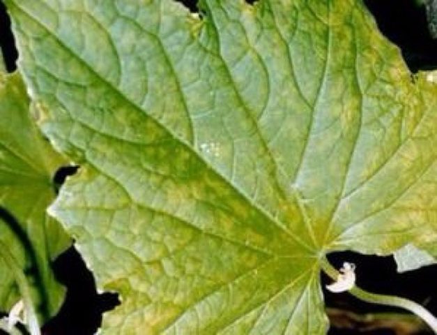 Diseases and pests of gooseberries: methods of treatment: photos, processing in spring, summer and autumn