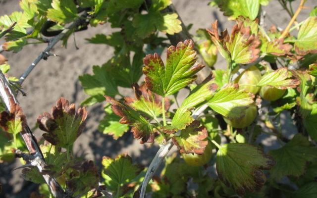 Diseases and pests of gooseberries: methods of treatment: photos, processing in spring, summer and autumn