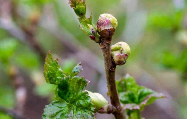 Diseases and pests of gooseberries: methods of treatment: photos, processing in spring, summer and autumn