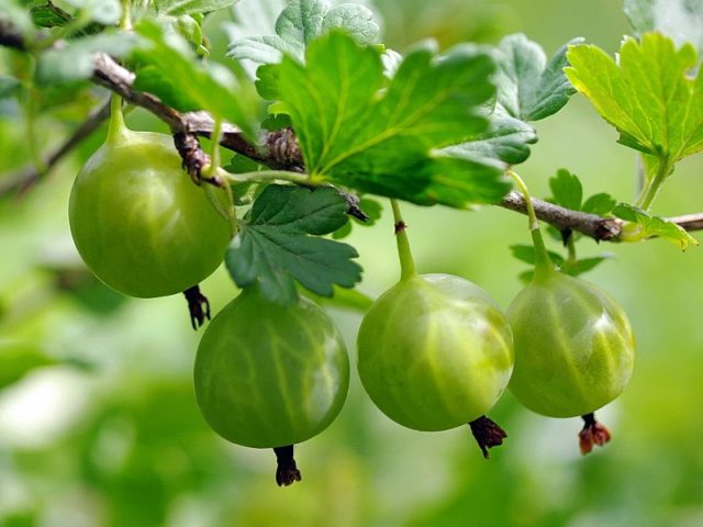 Diseases and pests of gooseberries: methods of treatment: photos, processing in spring, summer and autumn