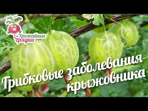 Diseases and pests of gooseberries: methods of treatment: photos, processing in spring, summer and autumn