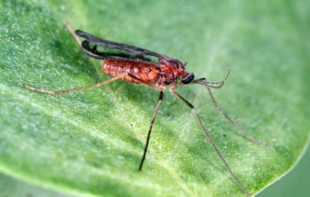 Diseases and pests of gooseberries: methods of treatment: photos, processing in spring, summer and autumn