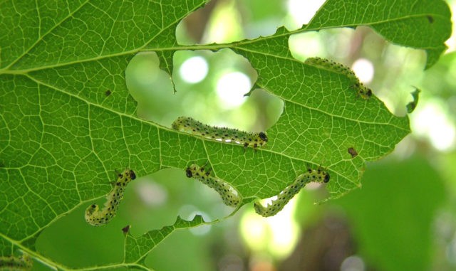 Diseases and pests of gooseberries: methods of treatment: photos, processing in spring, summer and autumn