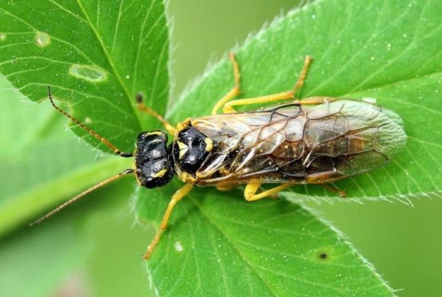 Diseases and pests of gooseberries: methods of treatment: photos, processing in spring, summer and autumn