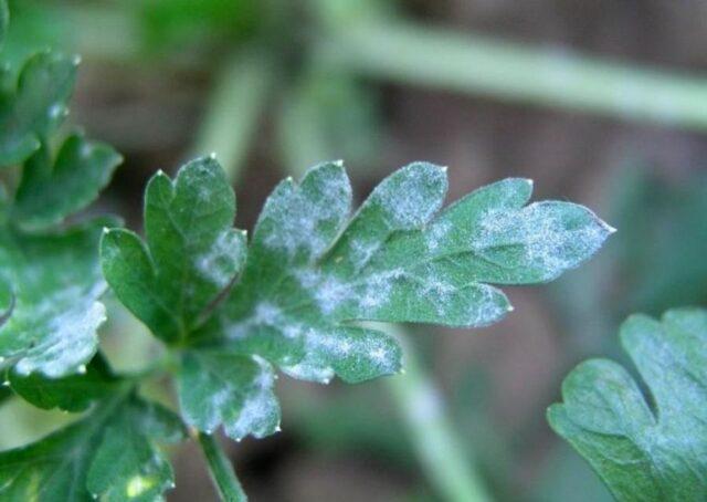 Diseases and pests of parsley: photos and their treatment, control measures