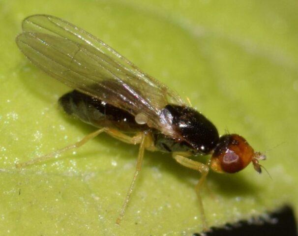 Diseases and pests of parsley: photos and their treatment, control measures