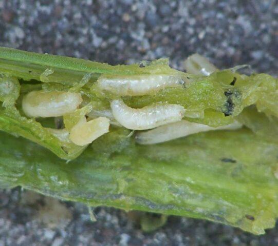 Diseases and pests of parsley: photos and their treatment, control measures