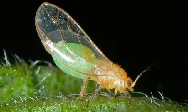 Diseases and pests of parsley: photos and their treatment, control measures