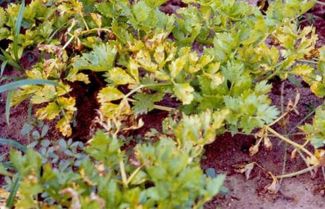 Diseases and pests of parsley: photos and their treatment, control measures