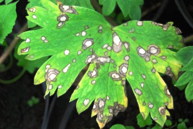 Diseases and pests of parsley: photos and their treatment, control measures