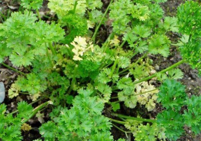 Diseases and pests of parsley: photos and their treatment, control measures