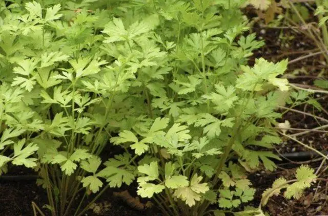 Diseases and pests of parsley: photos and their treatment, control measures