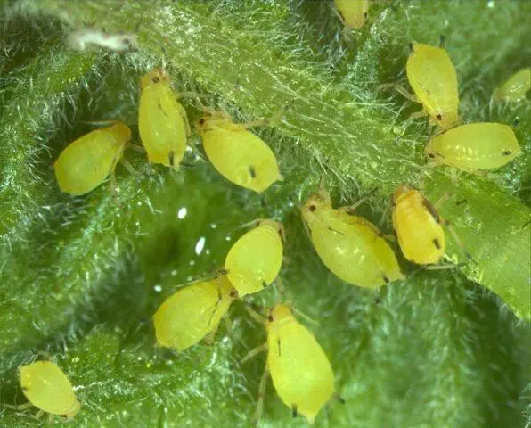 Diseases and pests of parsley: photos and their treatment, control measures