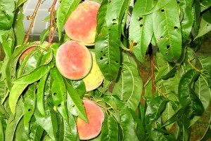 Diseases and pests of peach: treatment and preventive measures