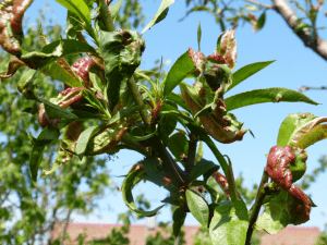 Diseases and pests of peach: treatment and preventive measures