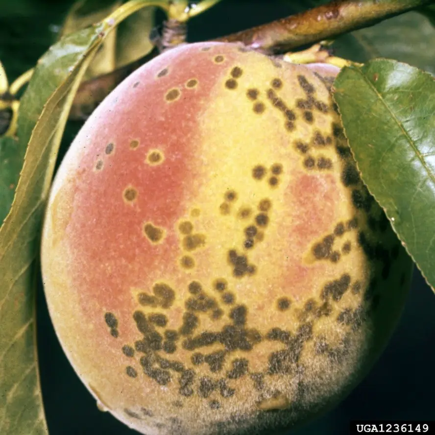 Diseases and pests of peach: treatment and preventive measures