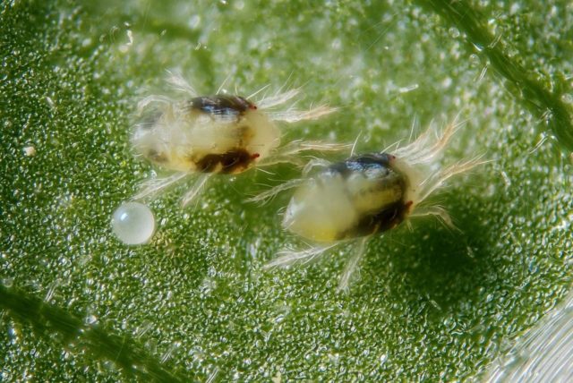 Diseases and pests of petunias and their control