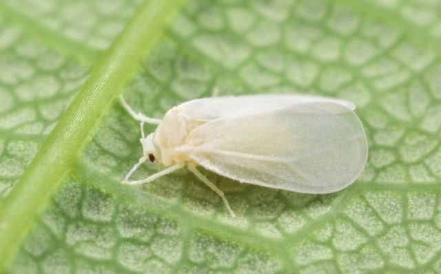 Diseases and pests of petunias and their control