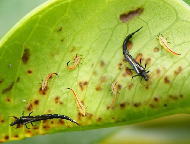 Diseases and pests of petunias and their control