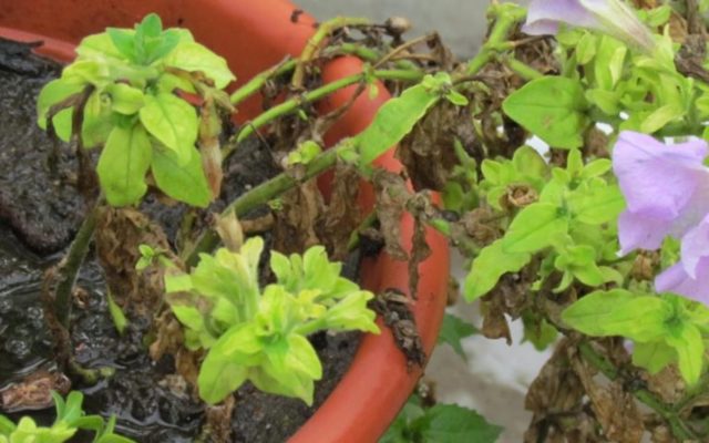 Diseases and pests of petunias and their control