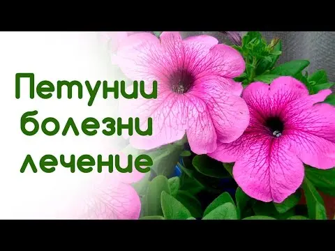 Diseases and pests of petunias and their control