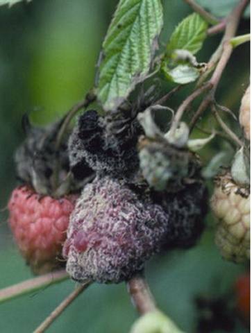 Diseases and pests of raspberries in pictures and their treatment