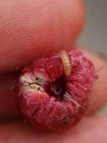 Diseases and pests of raspberries in pictures and their treatment