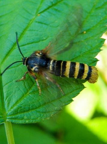 Diseases and pests of raspberries in pictures and their treatment