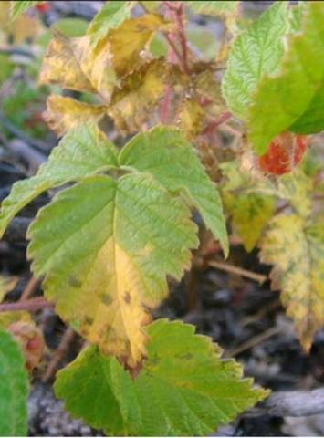 Diseases and pests of raspberries in pictures and their treatment