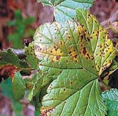 Diseases and pests of raspberries in pictures and their treatment