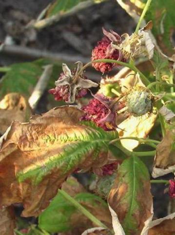 Diseases and pests of raspberries in pictures and their treatment