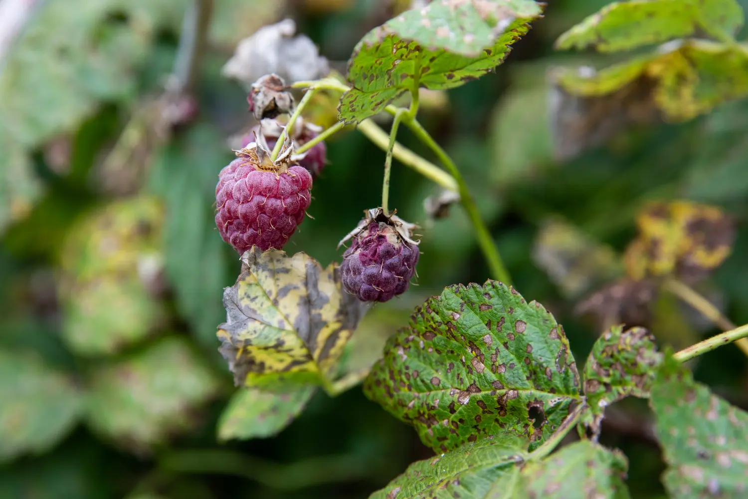 Diseases and pests of raspberries in pictures and their treatment