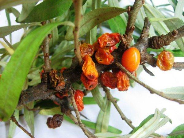 Diseases and pests of sea buckthorn