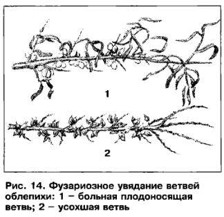 Diseases and pests of sea buckthorn