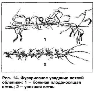 Diseases and pests of sea buckthorn