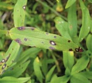 Diseases and pests of sea buckthorn