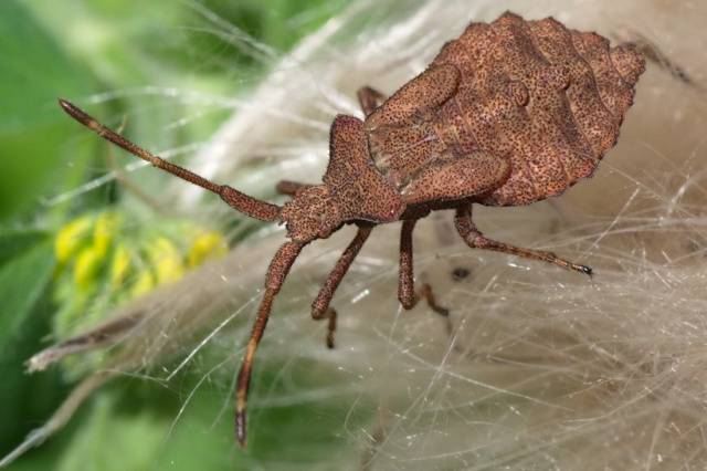 Diseases and pests of sea buckthorn