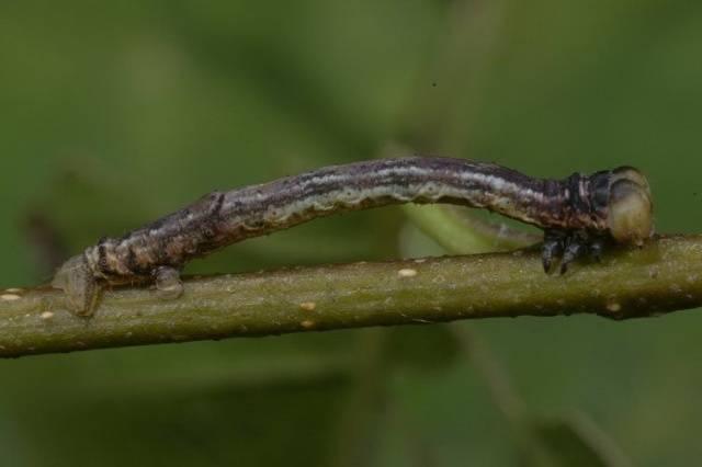 Diseases and pests of sea buckthorn