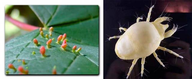 Diseases and pests of sea buckthorn