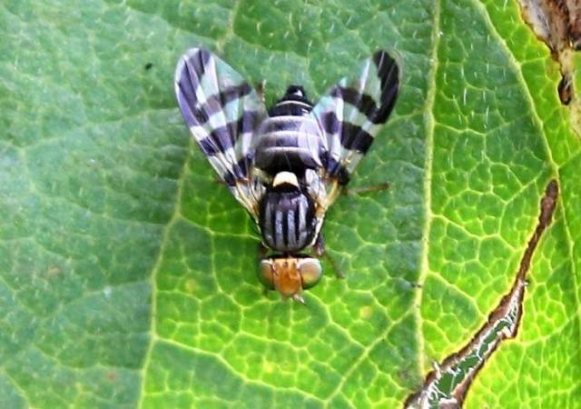 Diseases and pests of sea buckthorn