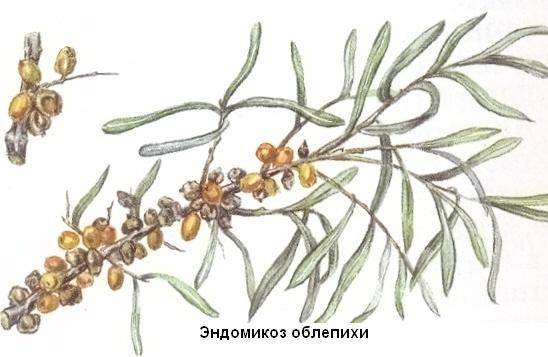 Diseases and pests of sea buckthorn