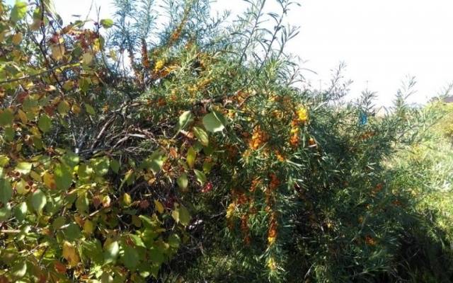 Diseases and pests of sea buckthorn