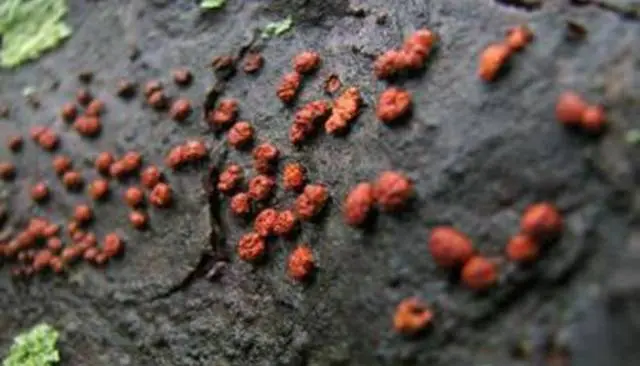 Diseases and pests of sea buckthorn