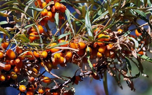 Diseases and pests of sea buckthorn