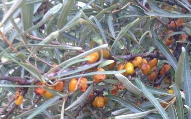 Diseases and pests of sea buckthorn