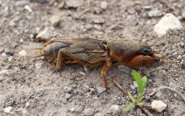 Diseases and pests of strawberries and their treatment